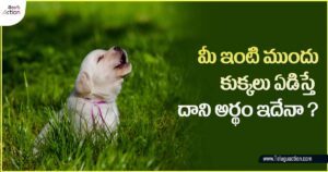 Reason Behind Dogs Crying in Night times