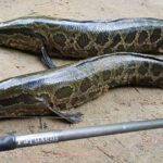 Murrel Fish Uses, Benefits, Side Effects in Telugu ముర్రెల్ చేప తినడం వలన కలిగే లాభాలు, దుష్ప్రభావాల గురించి తెలుసా?