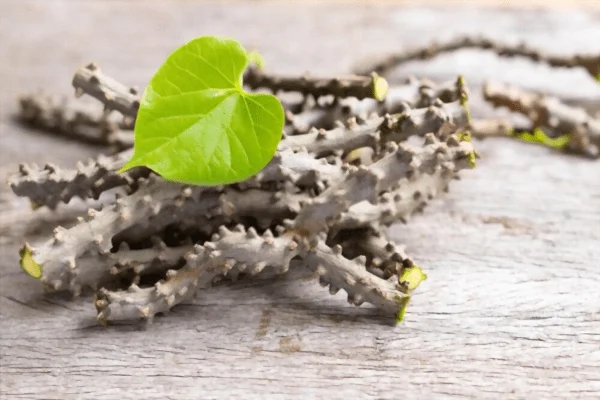 Tippa Teega Uses in telugu