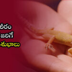 balli-sastram-for-female